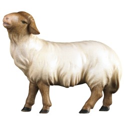 Mouton tete noire  : crèche...